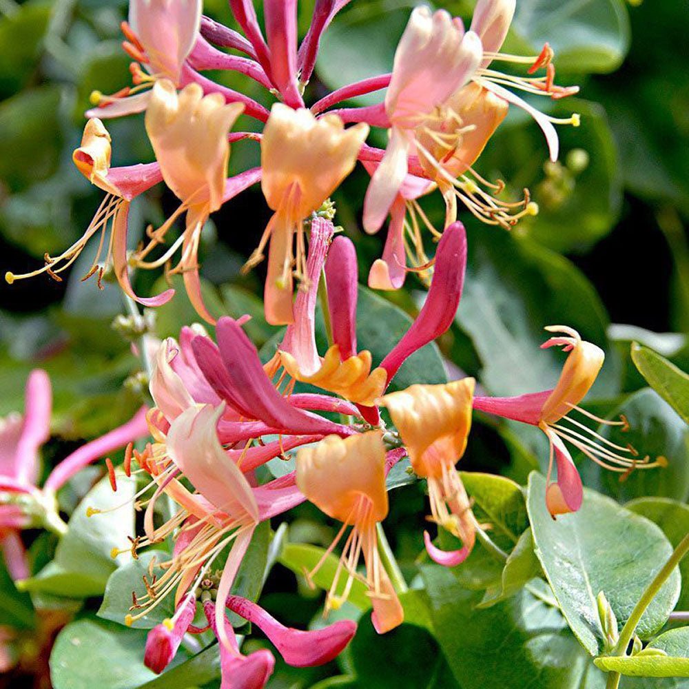 Mana Maicii Domnului/Caprifoi (Lonicera) Henryi, cu flori rosu-galbui, cataratoare