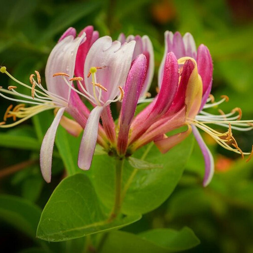 Mana Maicii Domnului/Caprifoi (Lonicera) Henryi, cu flori rosu-galbui, cataratoare