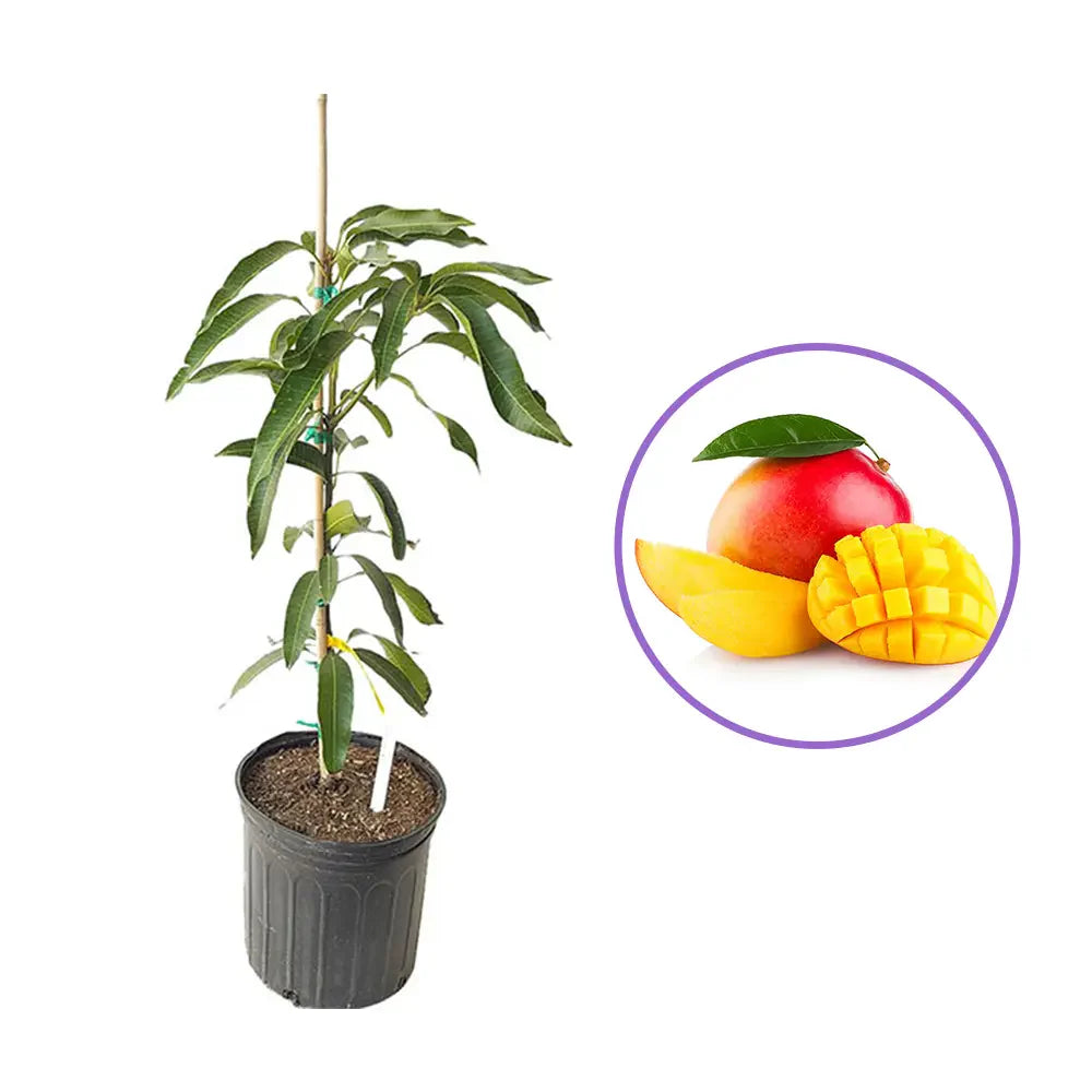 Манго в саксия, екзотично овощно дърво с ароматни сладки плодове, за тераса или интериор