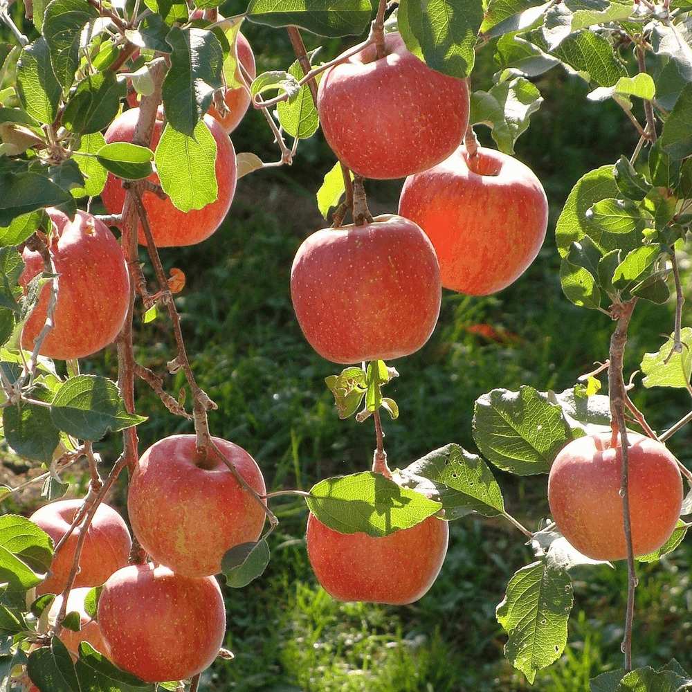 Mar Braeburn (Malus), cu fructe dulci-acrisori