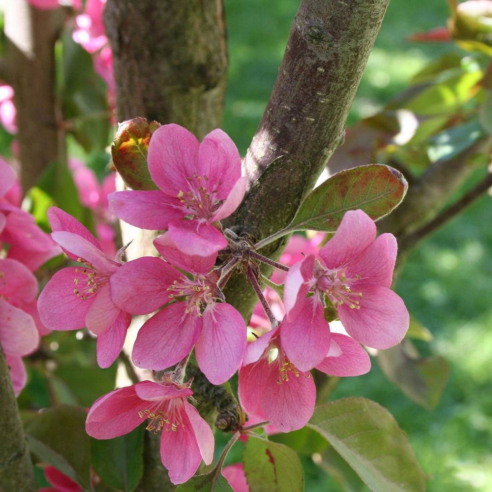 Mar Columnar (Malus) Maypole, cu fructe rosii dulci-acrisor