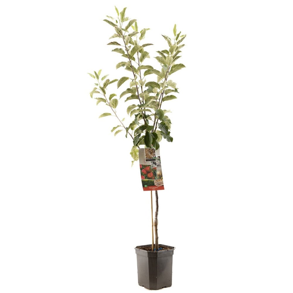 Mar Elstar (Malus Domestica), cu fructe dulci-acrisoare rosii