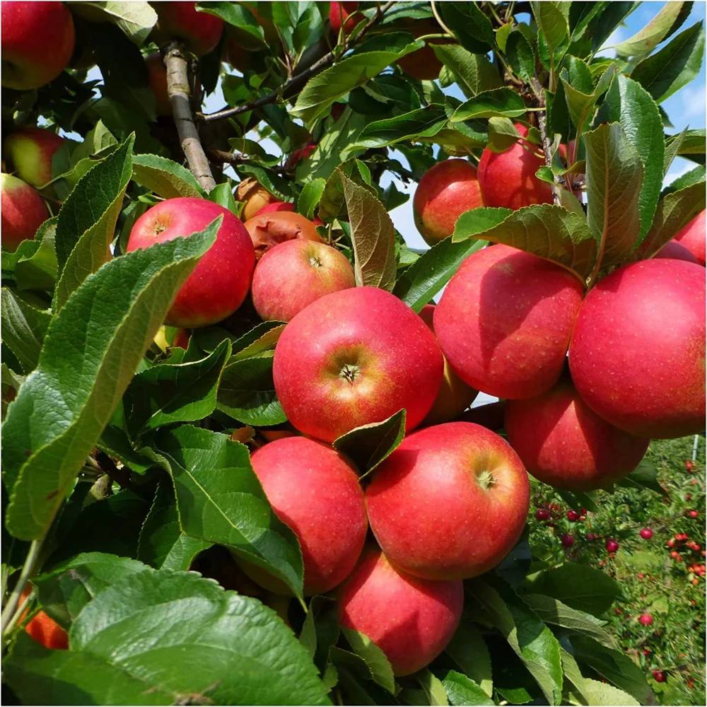Mar Elstar (Malus Domestica), cu fructe dulci-acrisoare rosii