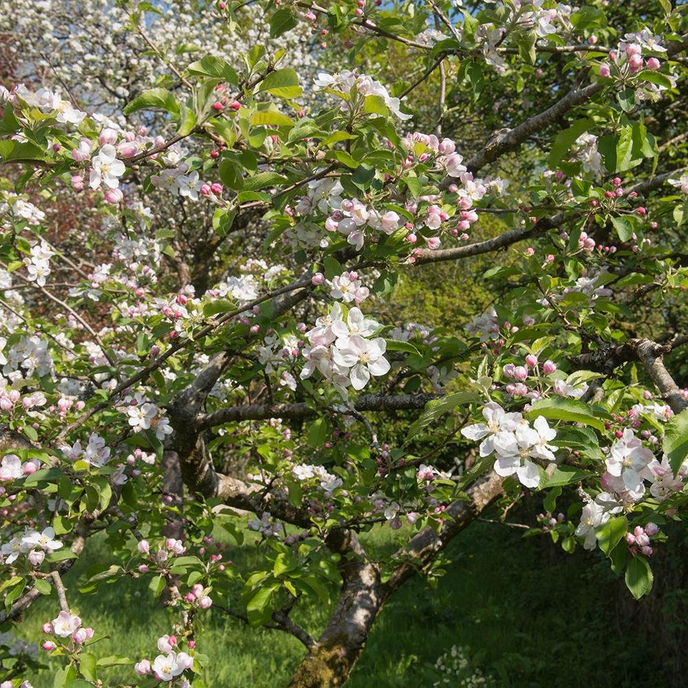 Mar Jonagold (Malus domestica), cu fructe dulci-acrisor