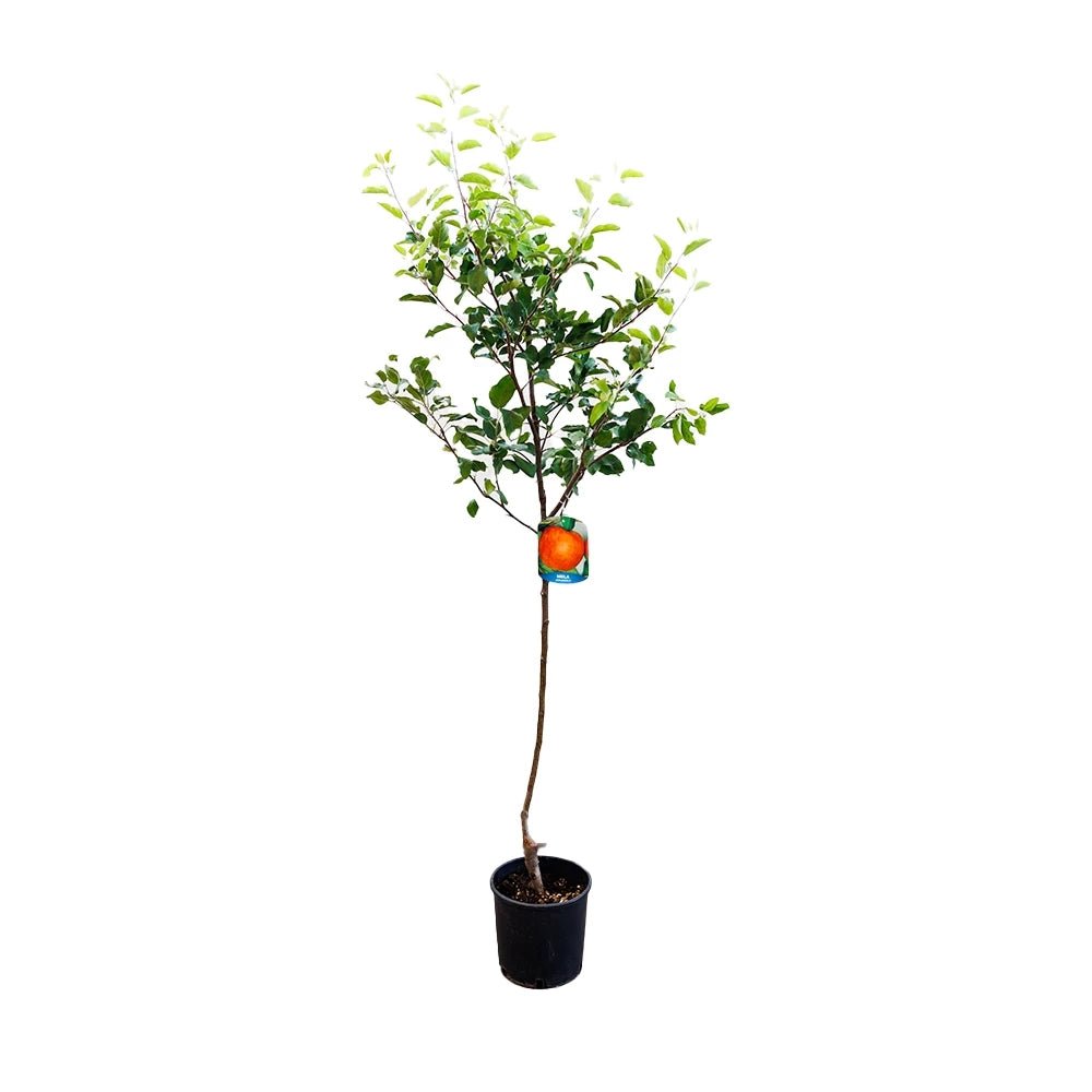 Mar Jonagold (Malus domestica), cu fructe dulci-acrisor
