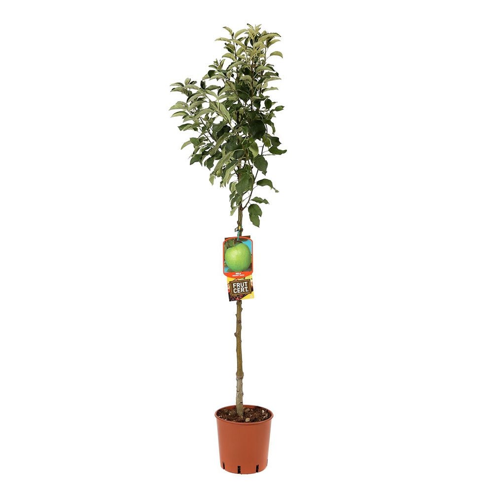 Mar (Malus) Granny Smith, cu fructe dulci-acidulat