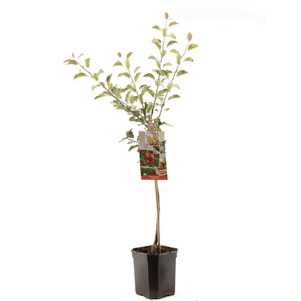 Mar (Malus) Sweet Love, cu fructe dulci-acrisor rosii