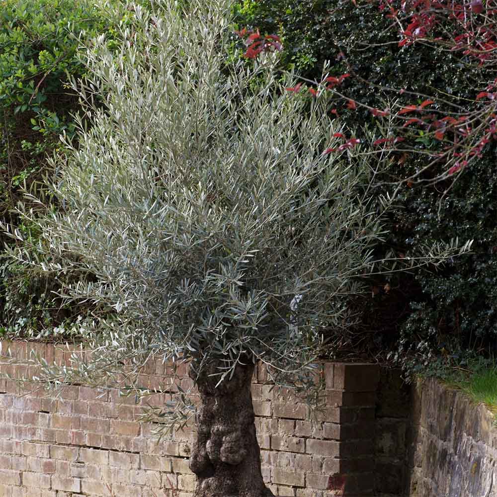 Maslin Bonsai Stravechi (100 Ani) 180 cm, aclimatizat