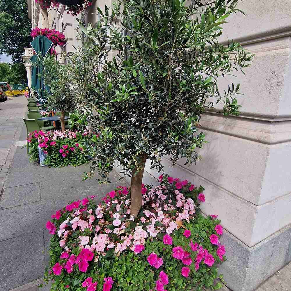 Maslin European 100-110 cm, aclimatizat