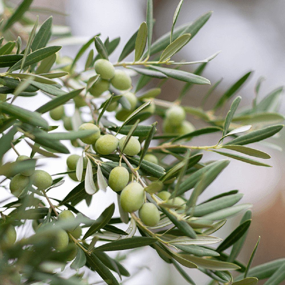 Maslin European 100-110 cm, aclimatizat