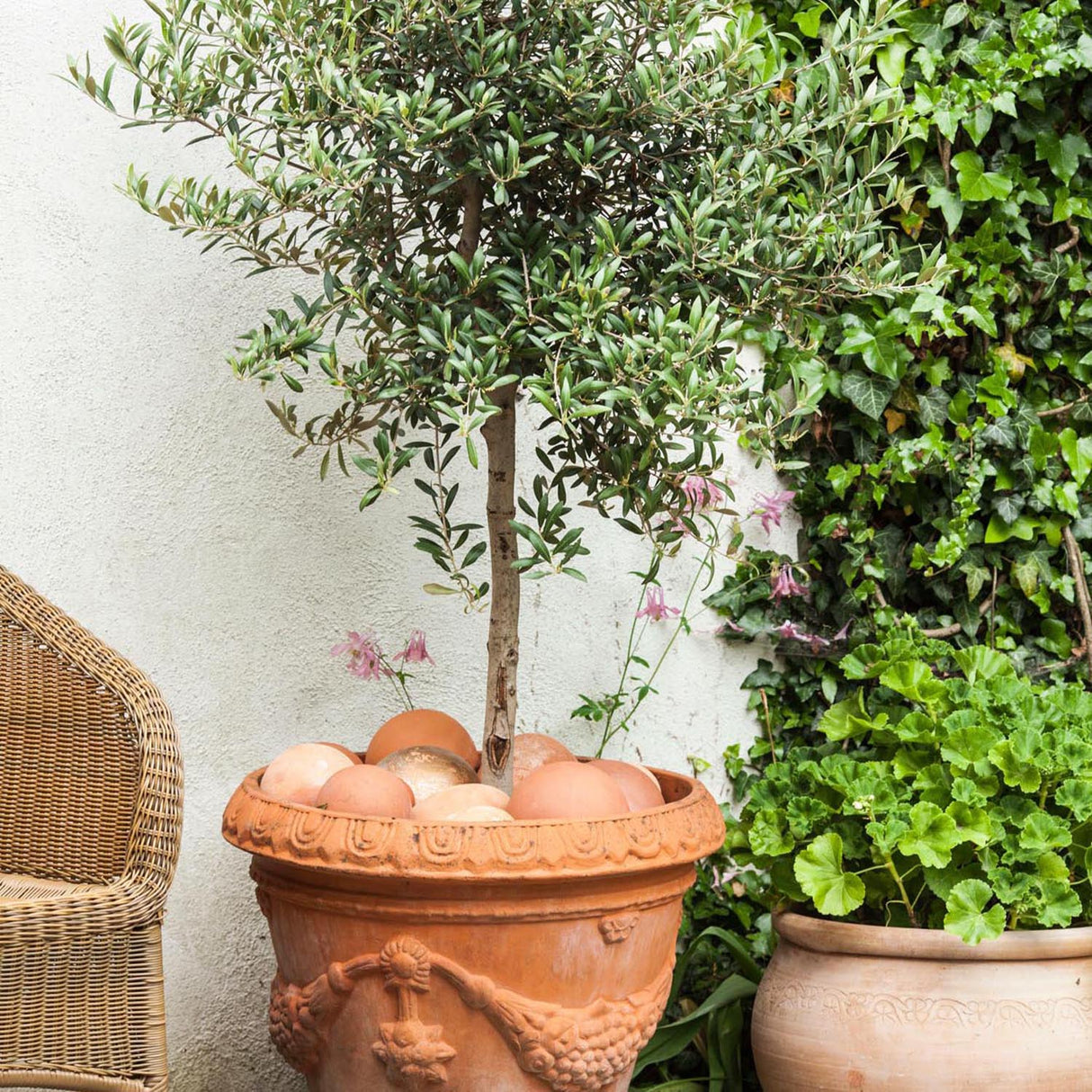 Maslin European 100-110 cm, aclimatizat