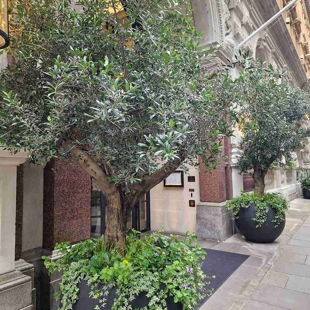 Maslin European 170 cm, aclimatizat