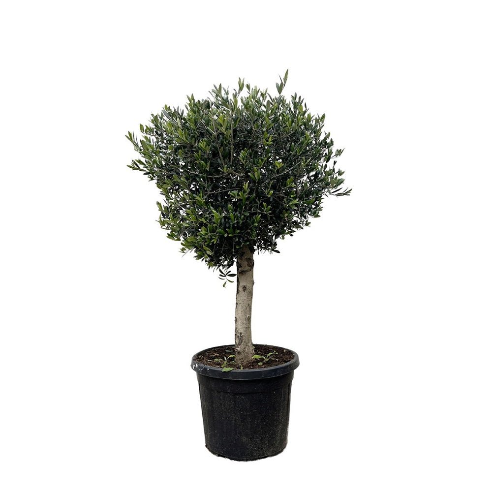 Maslin European 170 cm, aclimatizat