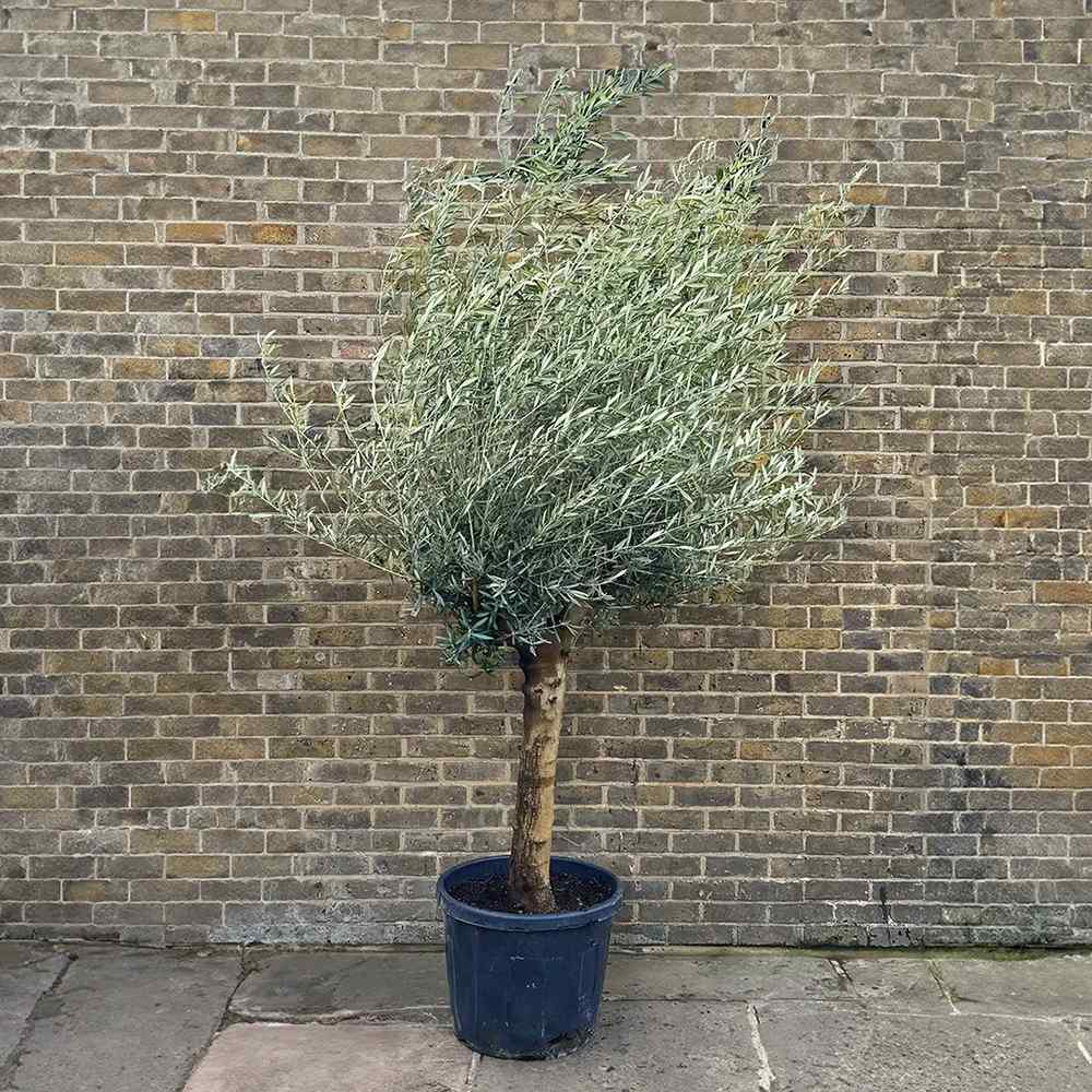 Maslin European 240-280 cm cu Tulpina Lunga si aclimatizat