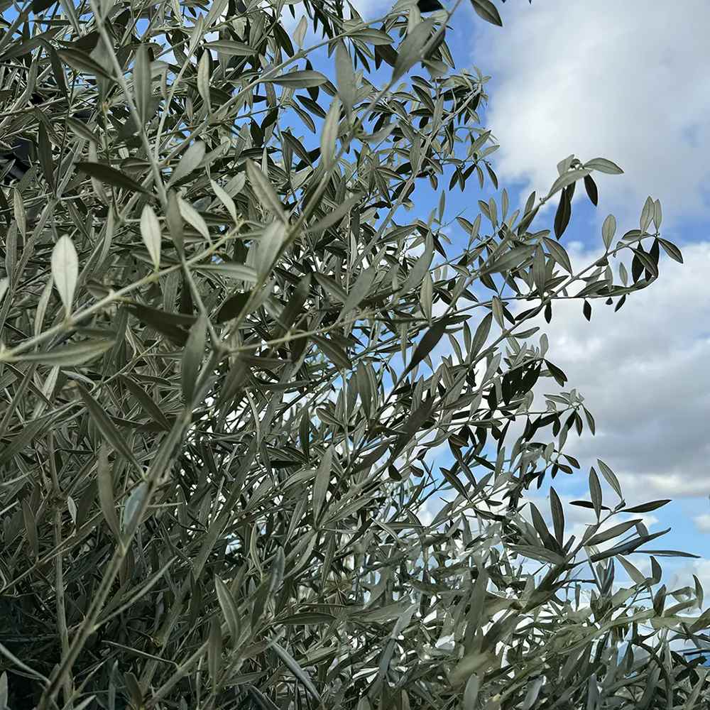 Maslin European 240-280 cm cu Tulpina Lunga si aclimatizat