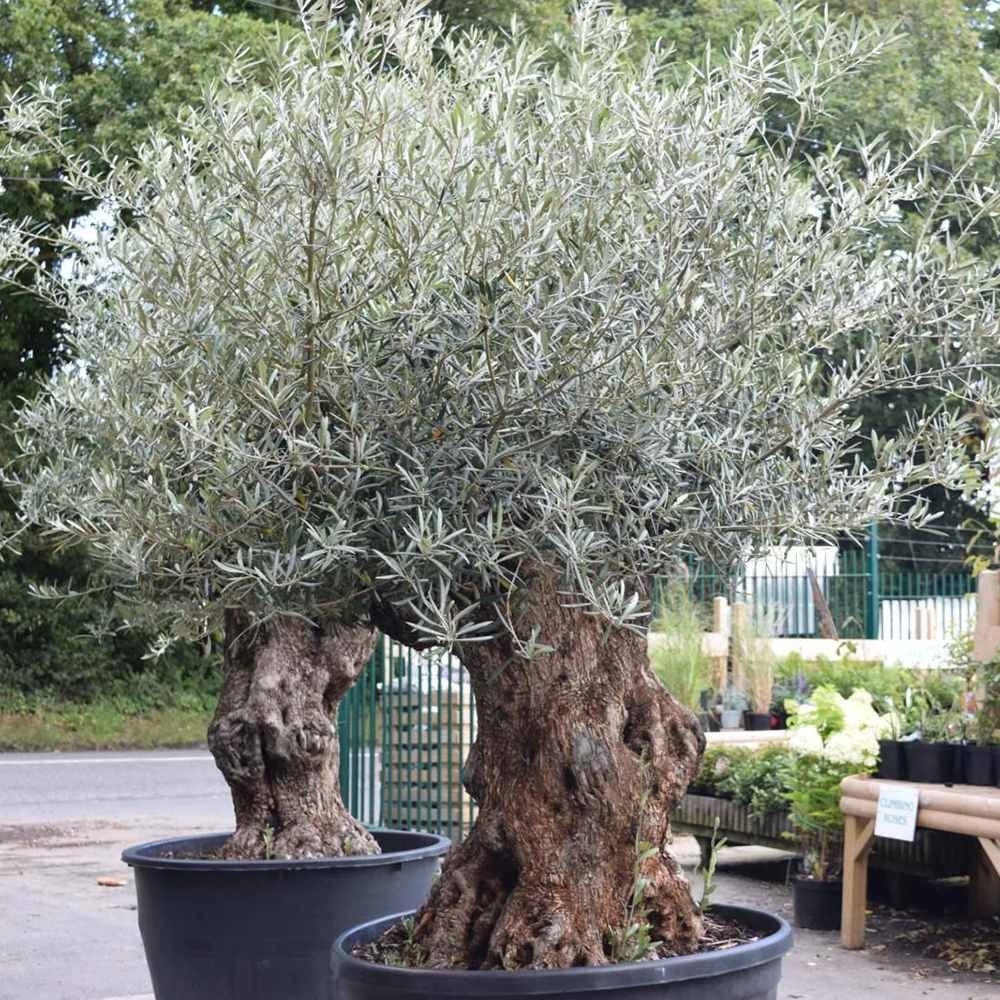 Maslin European Bonsai 220 cm cu Trunchi Nodurossi aclimatizat