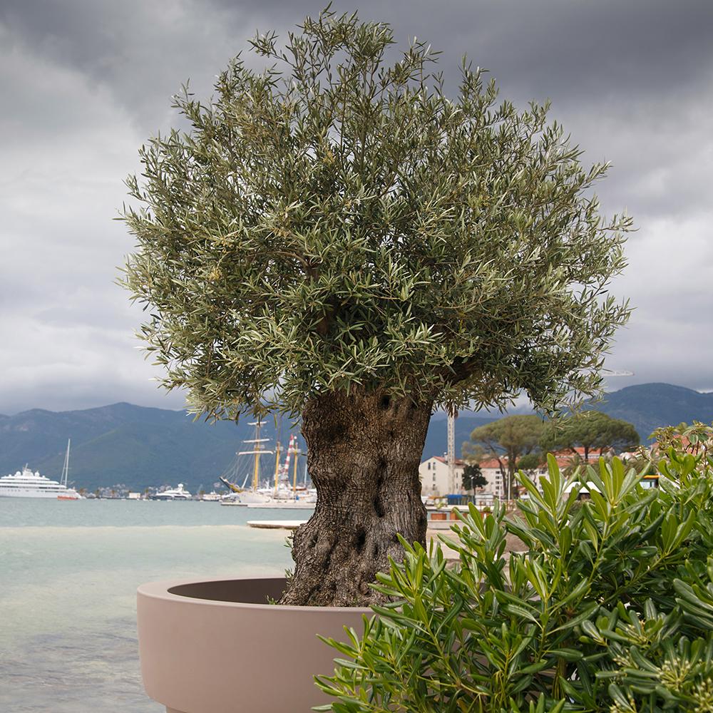 Maslin European Bonsai 220 cm cu Trunchi Nodurossi aclimatizat