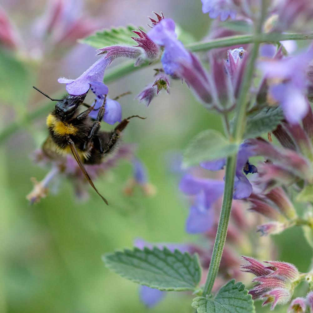 Menta Pisicii, Iarba Matei, Catusnica (Nepeta) Six Hills Giants- Aroma Intens
