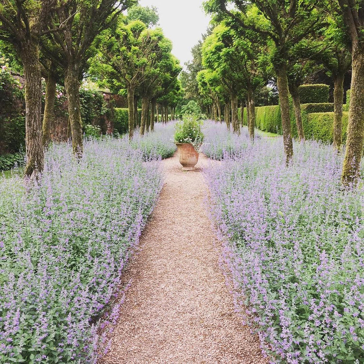 Menta Pisicii, Iarba Matei, Catusnica (Nepeta) Six Hills Giants- Aroma Intens