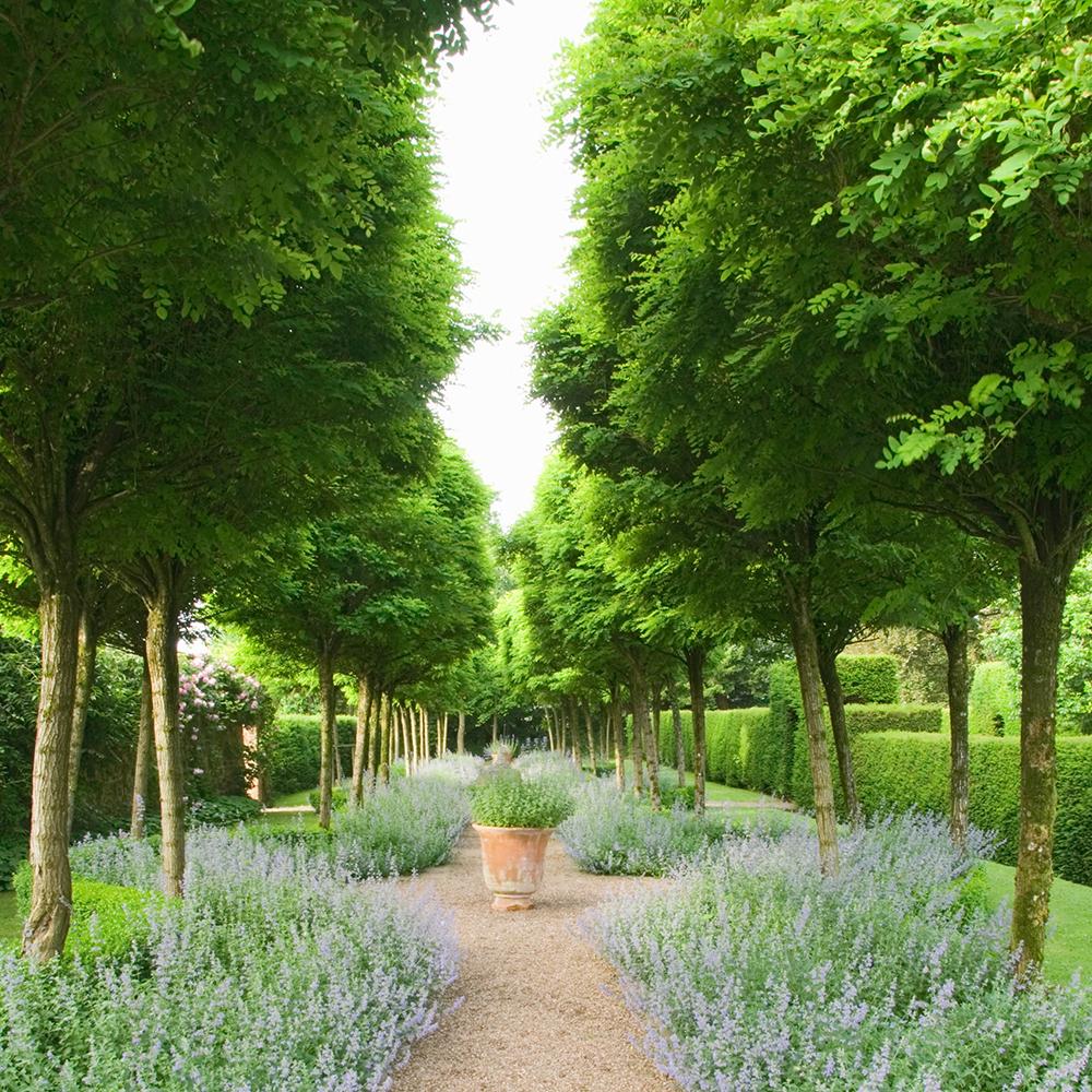 Menta Pisicii, Iarba Matei, Catusnica (Nepeta) Six Hills Giants- Aroma Intens