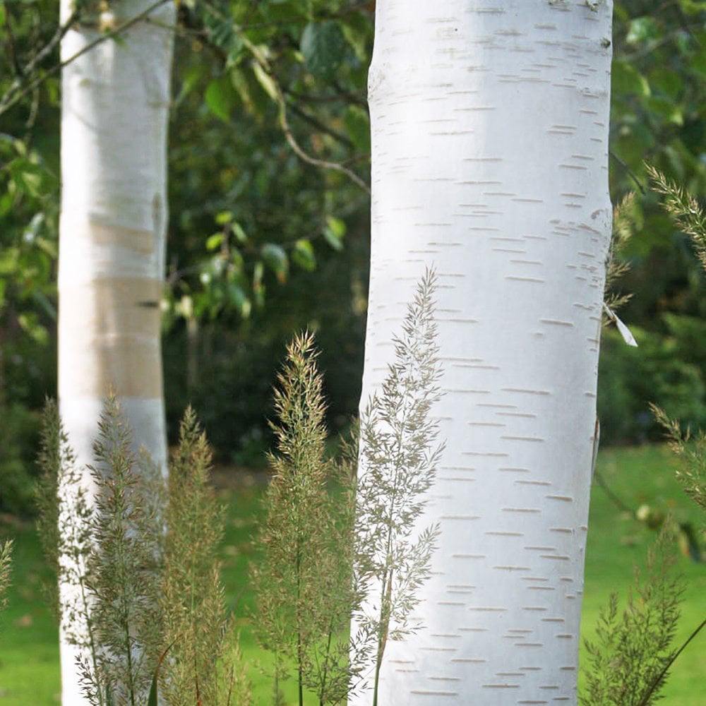 Mesteacan Alb Pur Doorenbos (Betula Utilis)