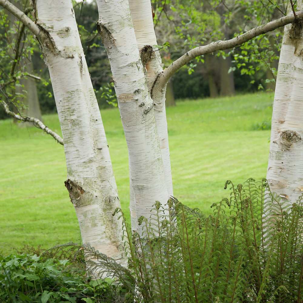 Mesteacan Alb Pur Doorenbos (Betula Utilis)