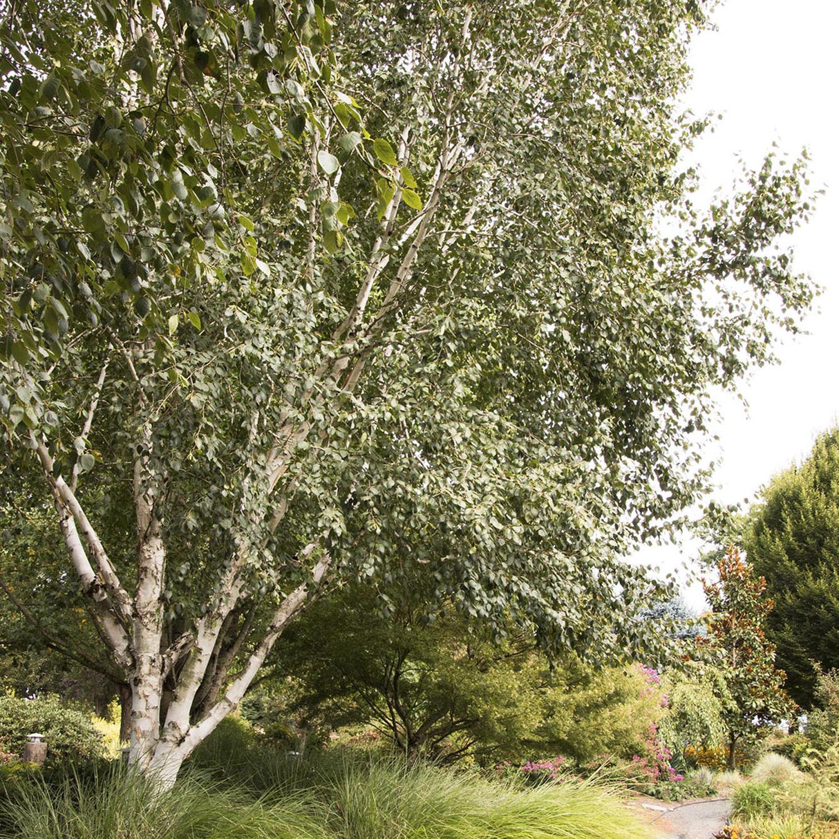 Mesteacan Alb Pur Himalayan Jacquemontii