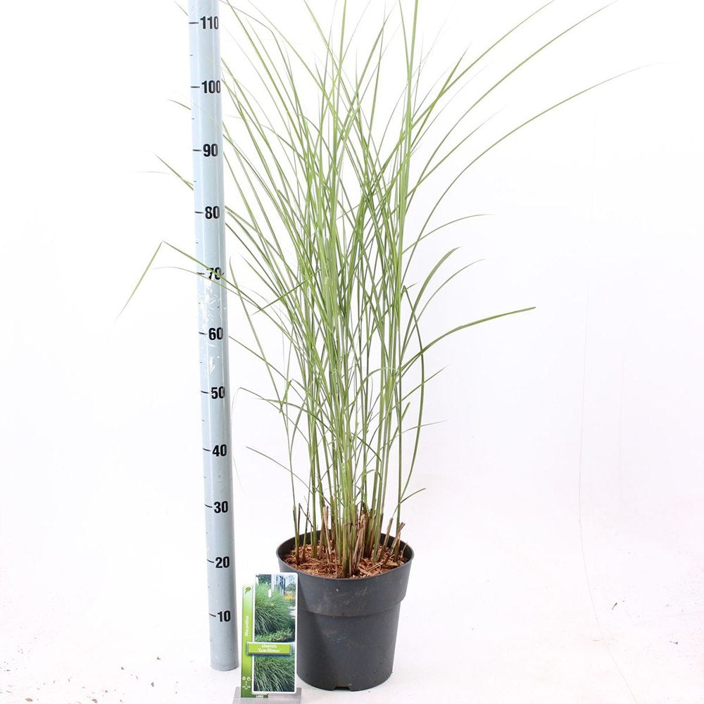 Слонска трева (Miscanthus Sinensis) Gracillimus