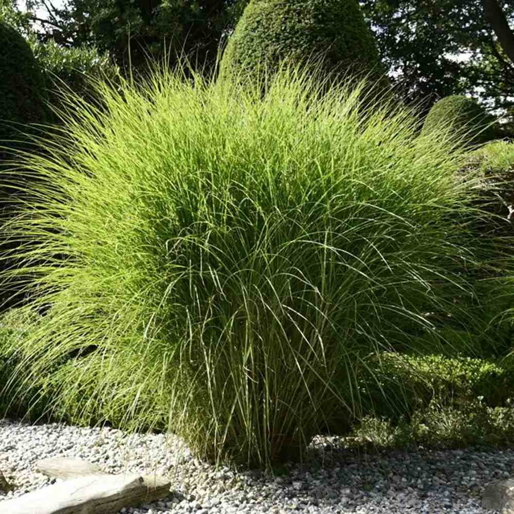 Слонска трева (Miscanthus Sinensis) Gracillimus