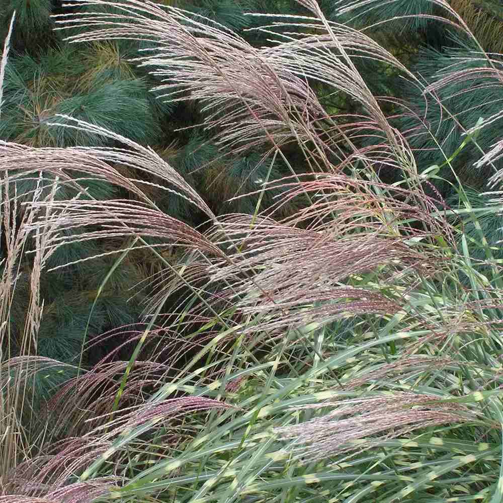Iarba Elefantului (Miscanthus Sinensis) Little Zebra, iarba ornamentala pitica cu frunzis dungat si spice rozalii, crestere rapida