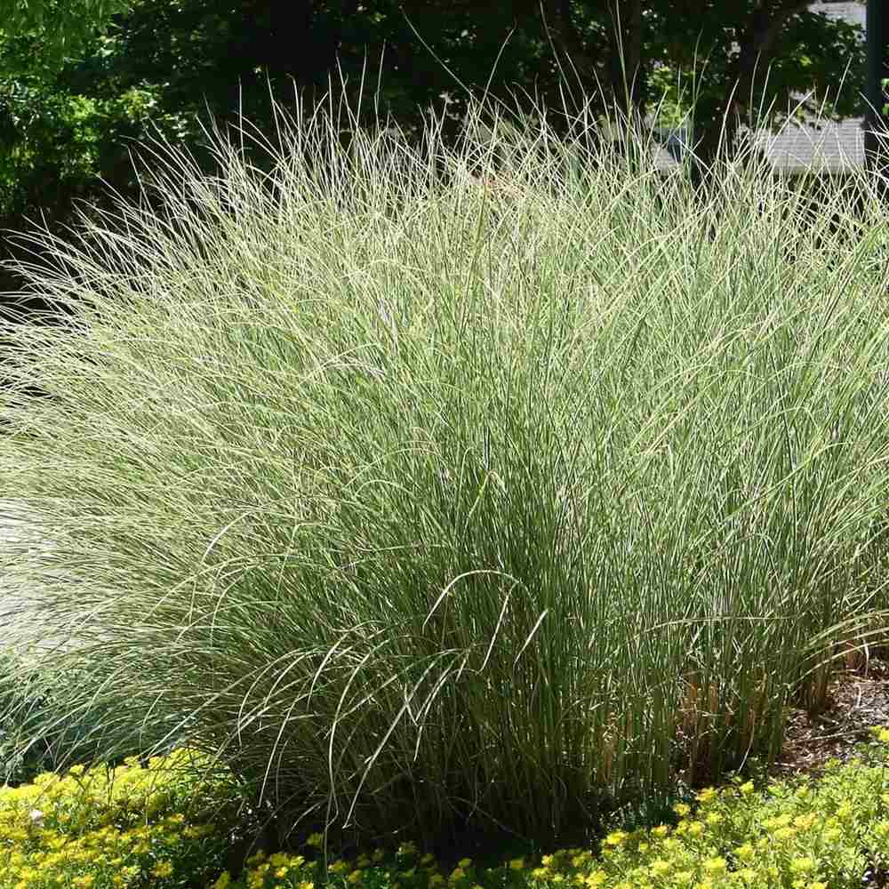 Iarba Elefantului (Miscanthus Sinensis) Morning Light, iarba ornamentala eleganta cu frunzis fin si reflexii argintii, crestere rapida