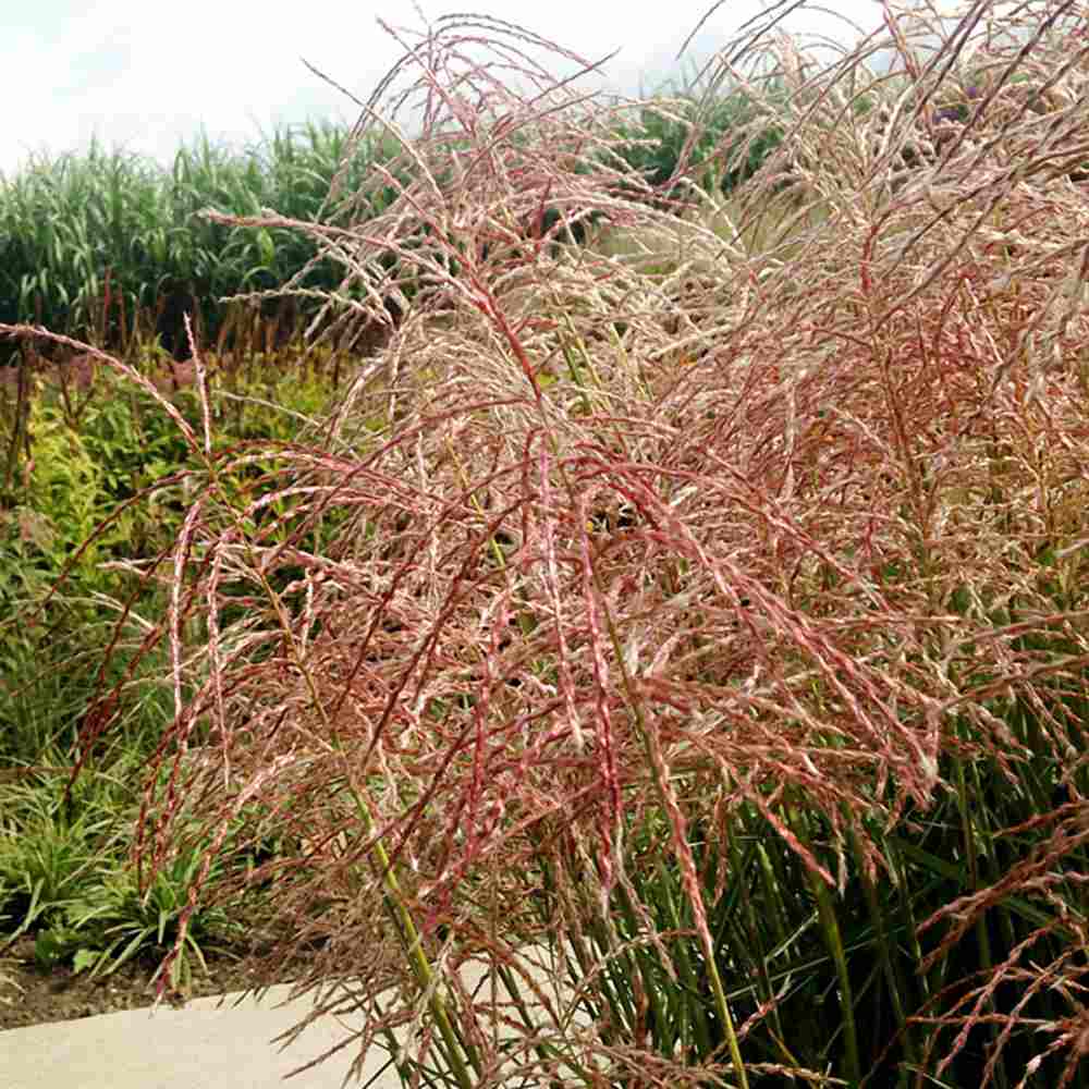 Iarba Elefantului (Miscanthus Sinensis) Pink Cloud, iarba ornamentala cu spice roz si frunzis elegant, crestere rapida
