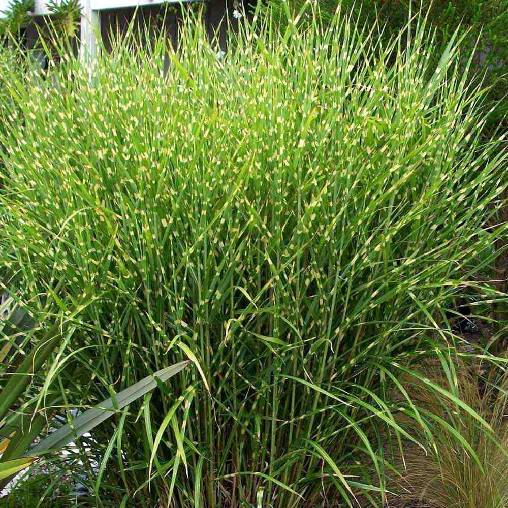 Iarba Elefantului (Miscanthus Sinensis) Little Zebra, iarba ornamentala pitica cu frunzis dungat si spice rozalii, crestere rapida