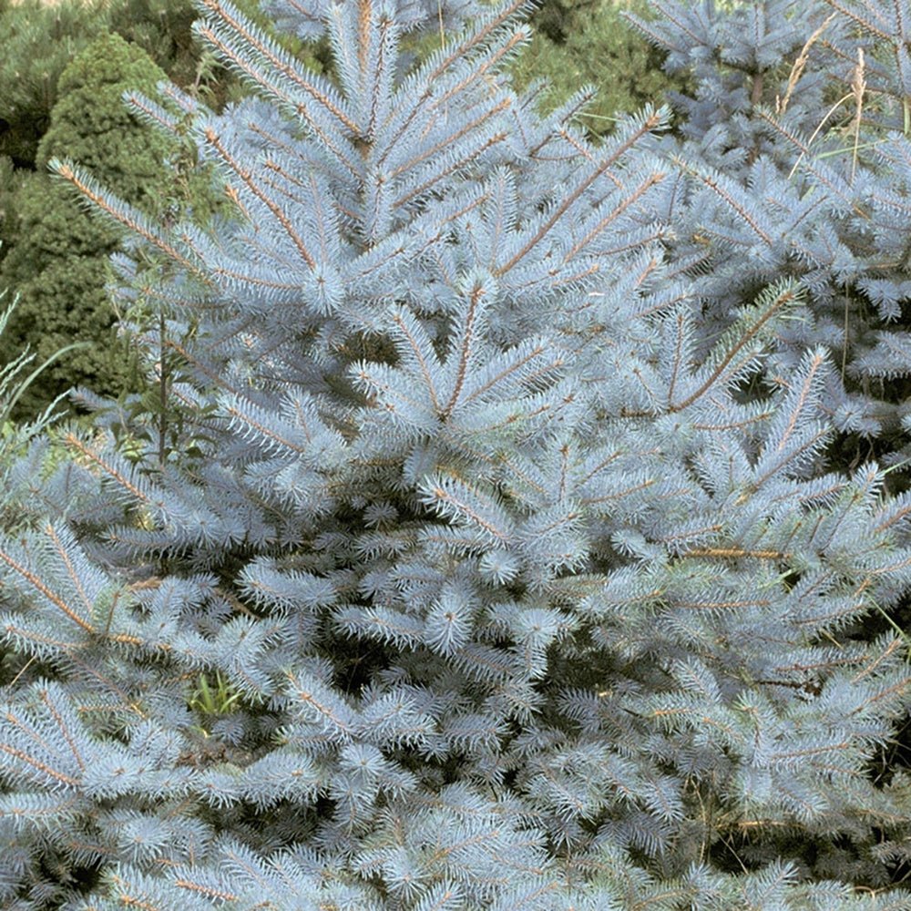 Molid Argintiu Edith