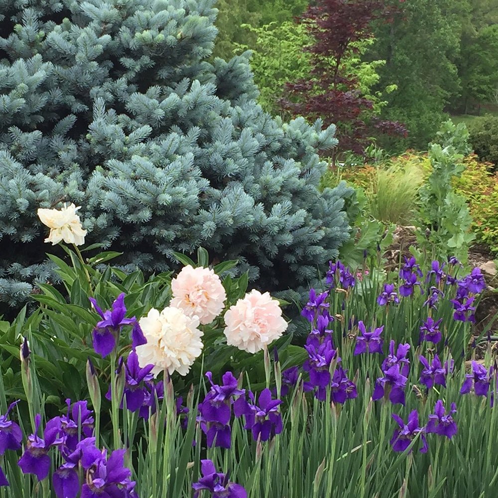 Molid Argintiu Edith