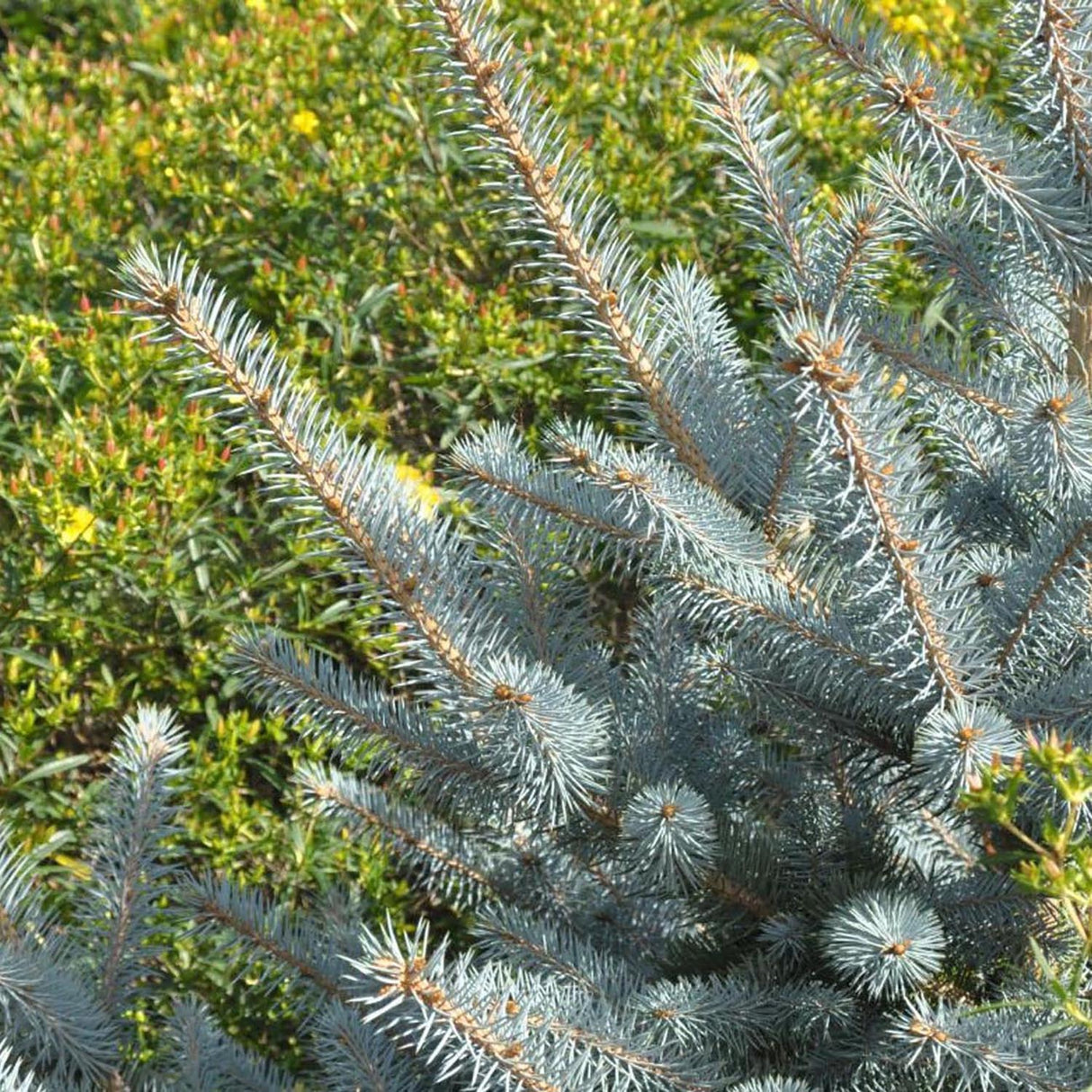 Molid Argintiu Edith