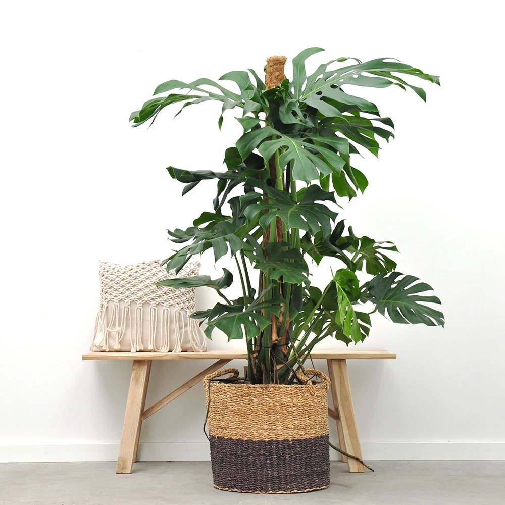 Monstera Deliciosa - 100 cm