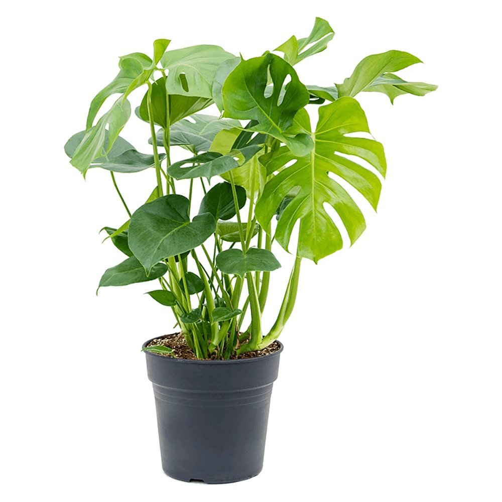 Monstera Deliciosa - 100 cm