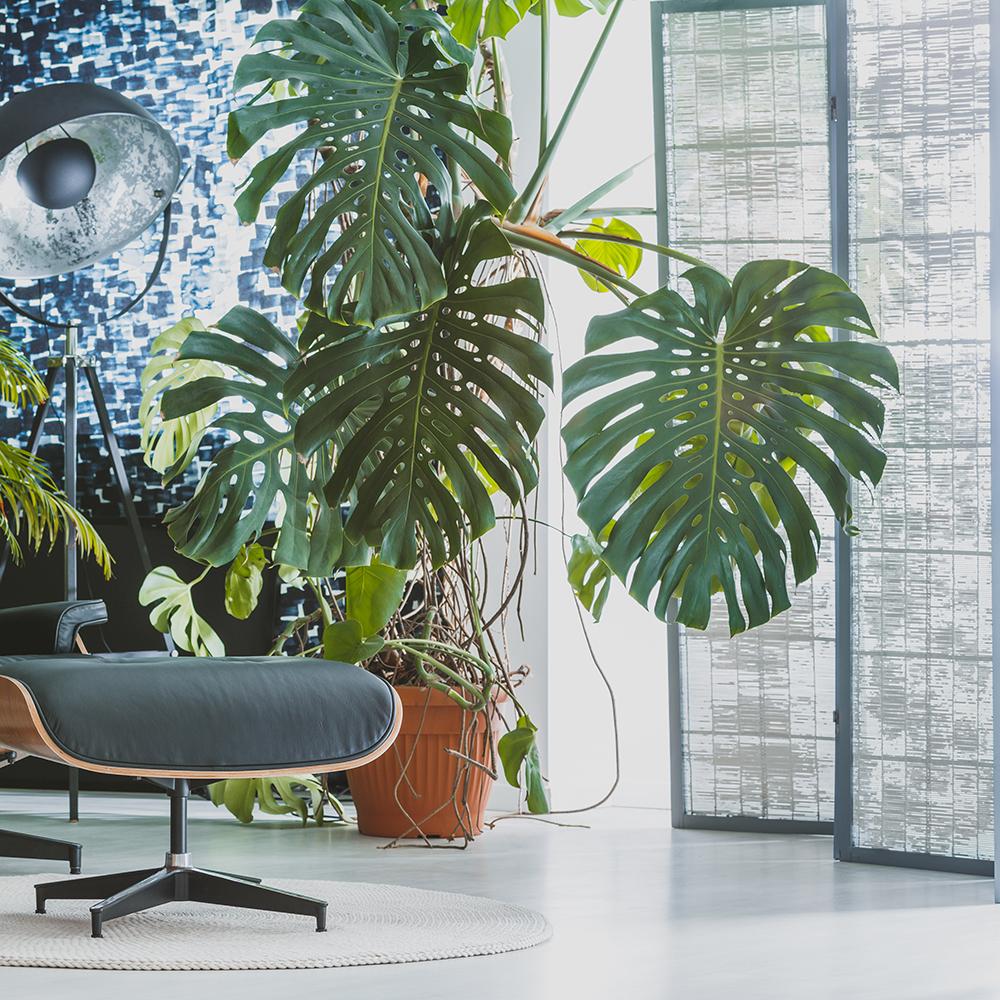 Монстера Deliciosa – тропическо растение с перфорирани листа, 90–100 см