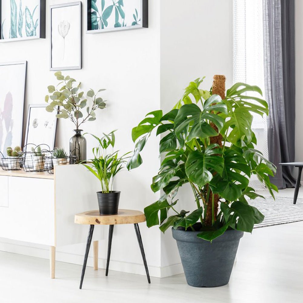 Стайна Monstera Pertusum, 130 см, с кокосов стълб, големи тропически листа, лесна за отглеждане