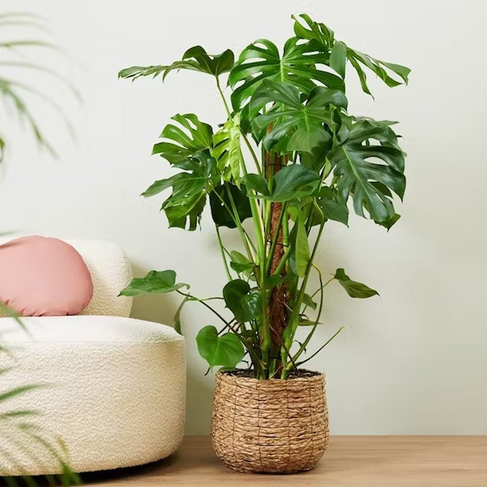 Стайна Monstera Pertusum, 130 см, с кокосов стълб, големи тропически листа, лесна за отглеждане