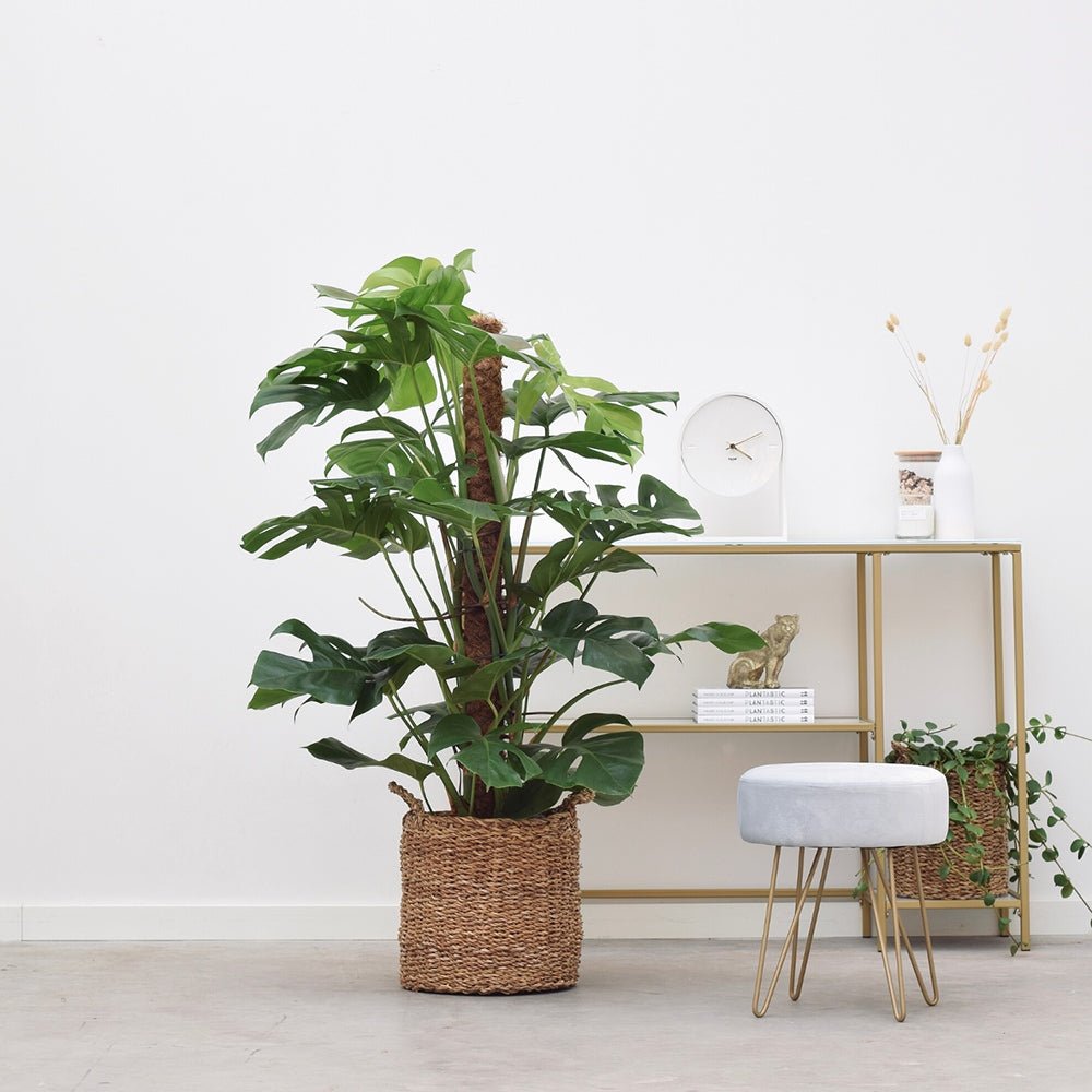 Стайна Monstera Pertusum, 130 см, с кокосов стълб, големи тропически листа, лесна за отглеждане
