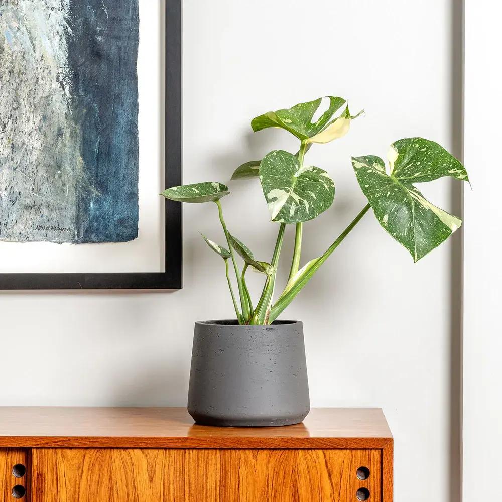Monstera Deliciosa Thai Constellation, 35 cm, planta de interior rara, variegatie alba marmurata, frunze mari decupate, planta tropicala purificatoare de aer