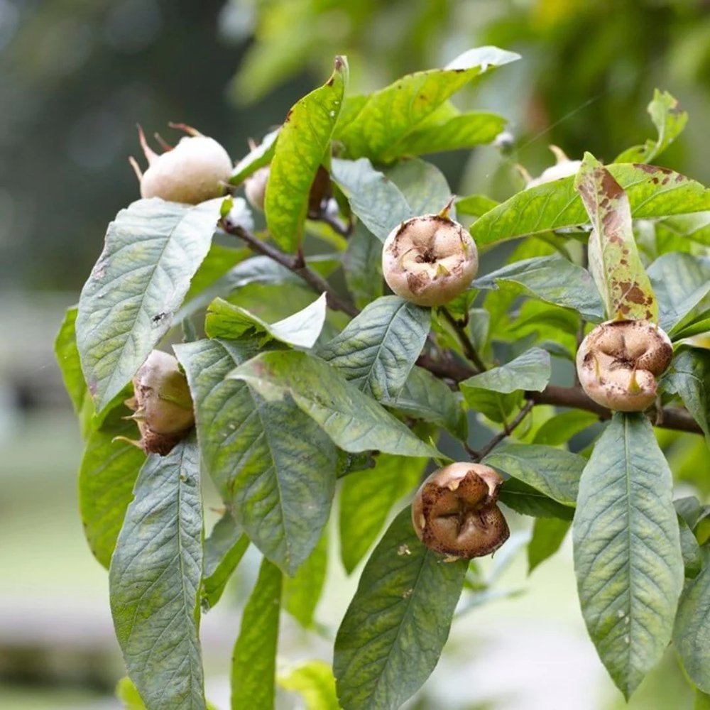 Mosmon (Mespilus germanica), cu fructe dulci-acrisoare