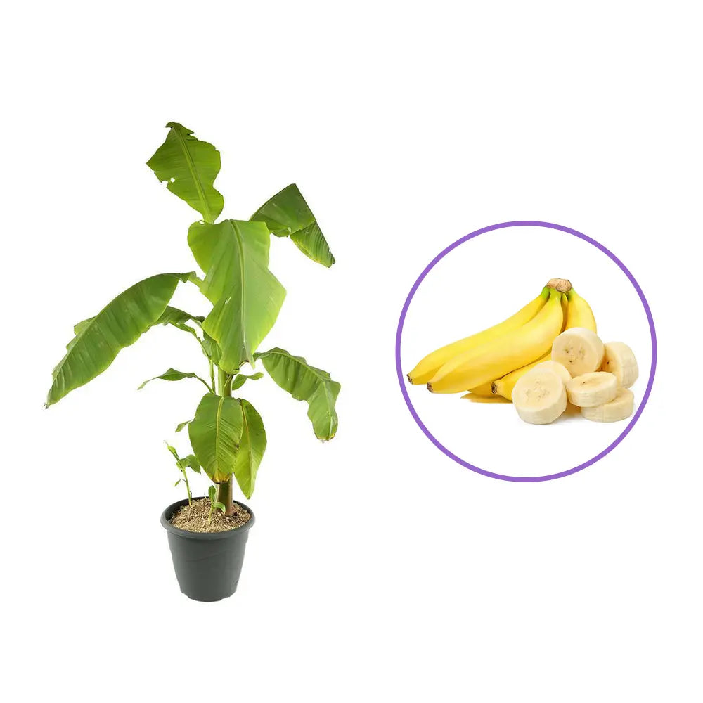 Японски банан (Musa Basjoo), 90-100 см, студоустойчив, издържа до -10°C, идеален за градина или интериор