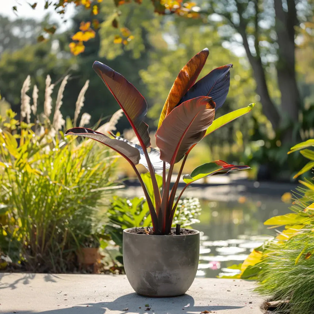 Bananier Ever Red (Musa Ever Red), 70 cm, rezistent la frig, suporta -10°C, ideal gradina sau interior