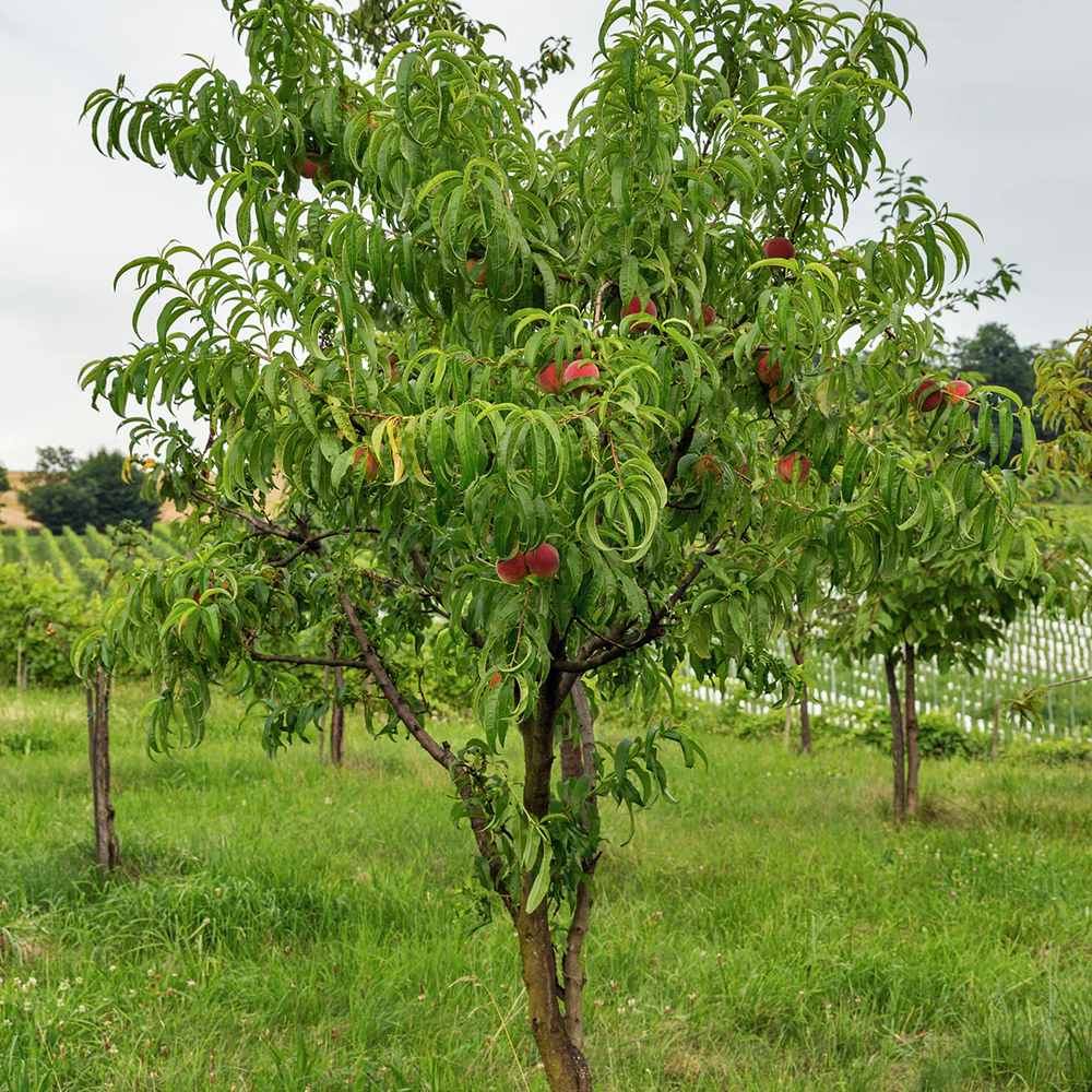 Nectarin Flateryna (Prunus Persica), cu fructe dulci-acrisor fara samburi