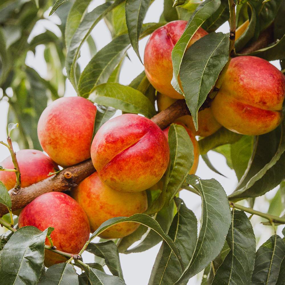 Nectarin Flateryna (Prunus Persica), cu fructe dulci-acrisor fara samburi