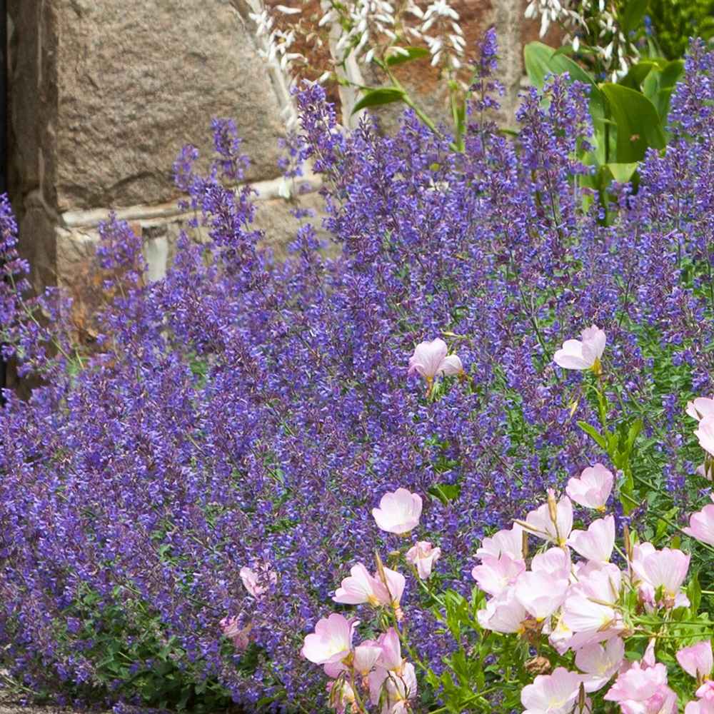 Menta Pisicii (Nepeta) Walker's Low, cu flori albastre-violet si parfum placut