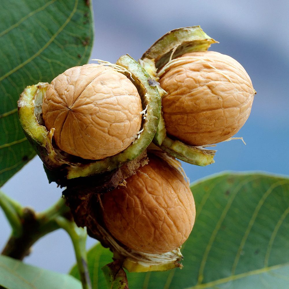 Nuc de Marea Neagra (Juglans Regia), cu gust gulce-amarui